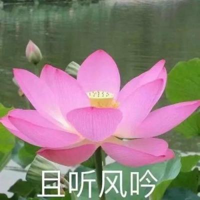 “大唐余韵”簪花仕女图数字作品限量发行